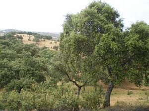 Chaparro.pozoblanco.jpg