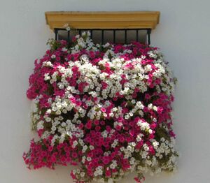 Rejas y Balcones 1.JPG