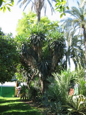 Yuca(2).jpg
