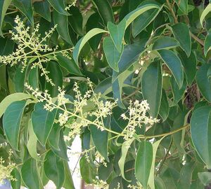 Aligustre flores y hojas.jpg