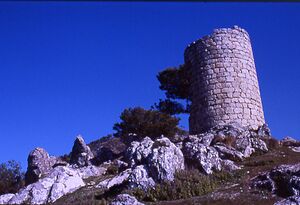 Canuto-de-rute.jpg