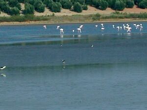 Laguna del Salobral 3.jpg