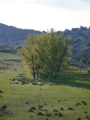 Los llanos.jpg