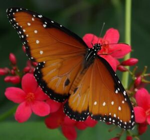 Mariposa reina.jpg