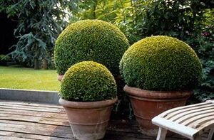 Buxus balearica.jpg