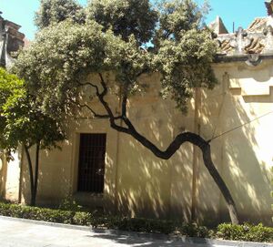 Chaparro de la Avenida del Gran Capitán (2011).JPG