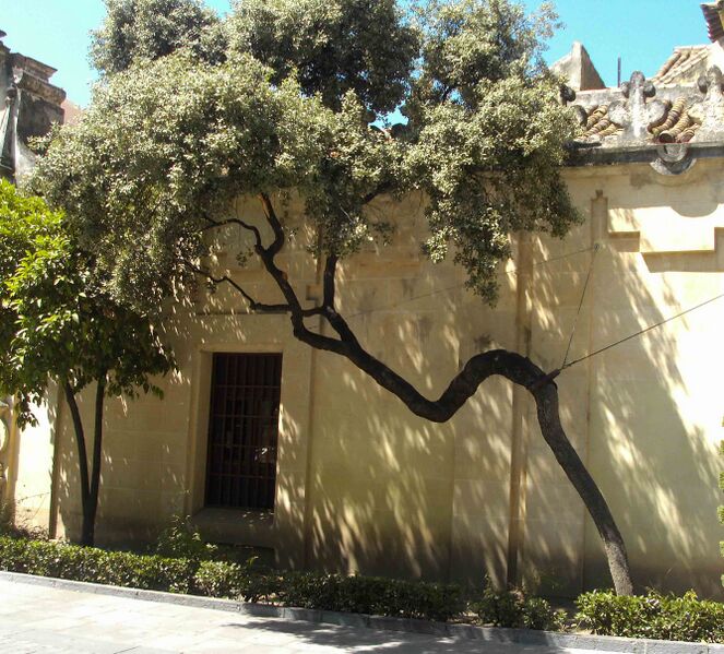 Archivo:Chaparro de la Avenida del Gran Capitán (2011).JPG