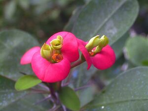 Flor en Córdoba.jpg