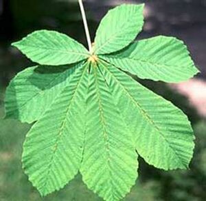 Aesculus hippocastanum.jpg