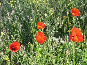 Amapola(1).jpg