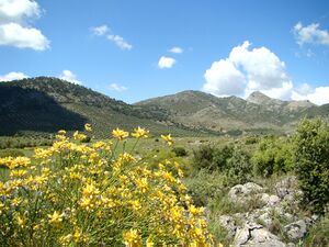 Genista umbelata.jpg