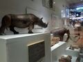 Vitrina expositiva sobre la prehistoria en Lucena.