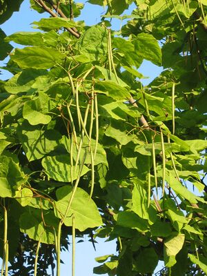 Catalpa(2).jpg
