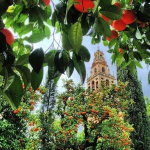 Mezquita-Cordoba-Entre naranjos.jpg