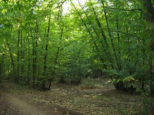 Castano(4).jpg