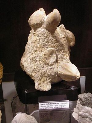Museo Ciencia Gadalcázar 2.JPG
